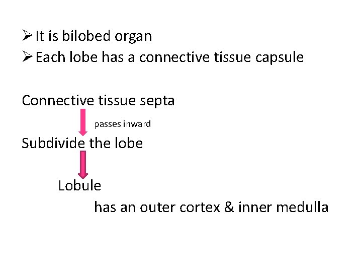  It is bilobed organ Each lobe has a connective tissue capsule Connective tissue