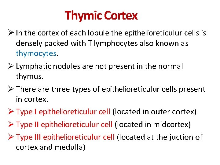 Thymic Cortex In the cortex of each lobule the epithelioreticulur cells is densely packed