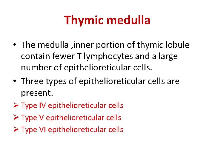 Thymic medulla • The medulla , inner portion of thymic lobule contain fewer T