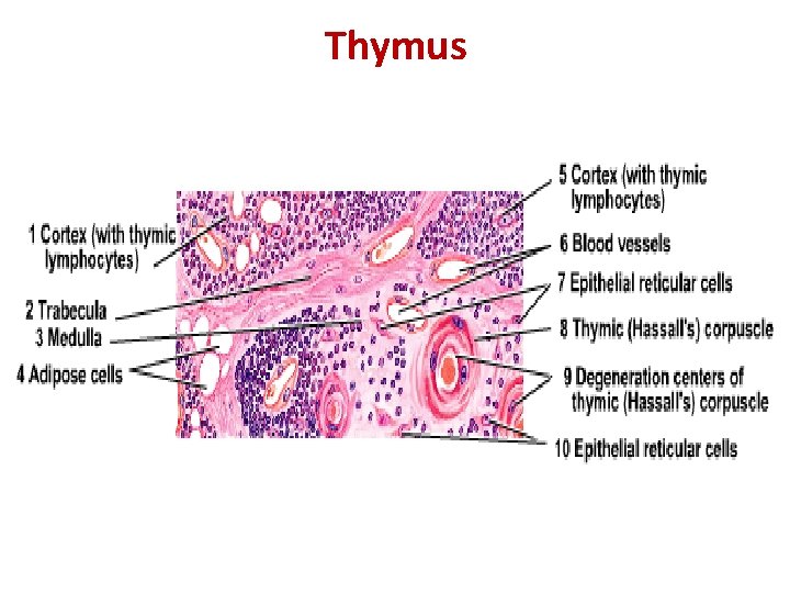 Thymus 