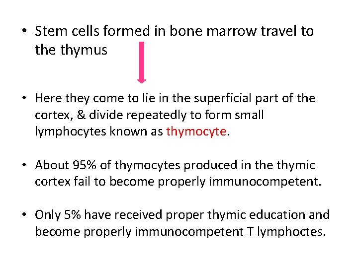  • Stem cells formed in bone marrow travel to the thymus • Here