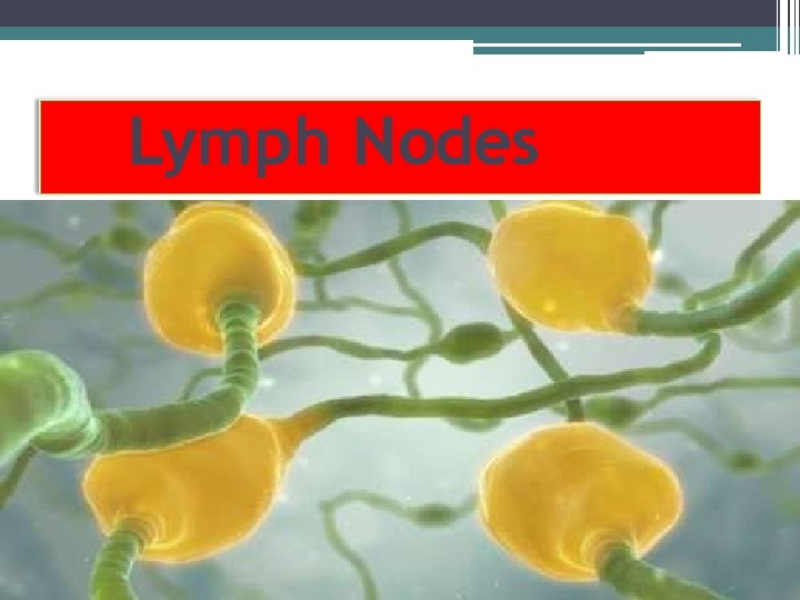 Lymph Nodes 