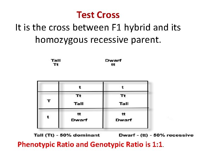 Test Cross It is the cross between F 1 hybrid and its homozygous recessive