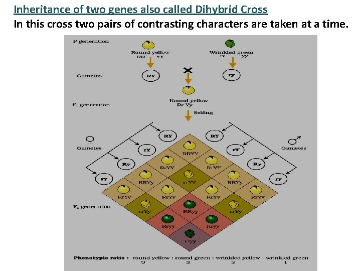 Inheritance of two genes also called Dihybrid Cross In this cross two pairs of