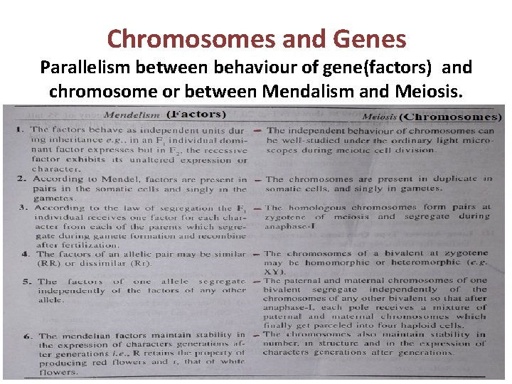 Chromosomes and Genes Parallelism between behaviour of gene(factors) and chromosome or between Mendalism and