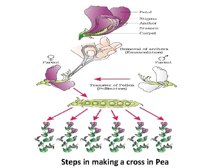 Steps in making a cross in Pea 