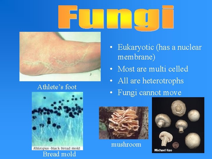 Athlete’s foot • Eukaryotic (has a nuclear membrane) • Most are multi celled •