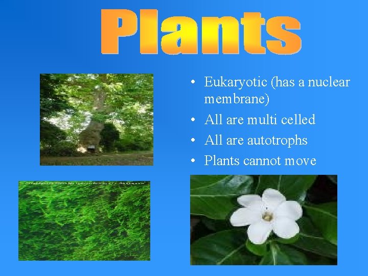  • Eukaryotic (has a nuclear membrane) • All are multi celled • All