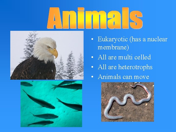  • Eukaryotic (has a nuclear membrane) • All are multi celled • All