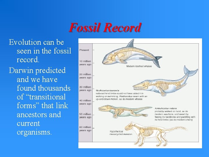 Fossil Record Evolution can be seen in the fossil record. Darwin predicted and we