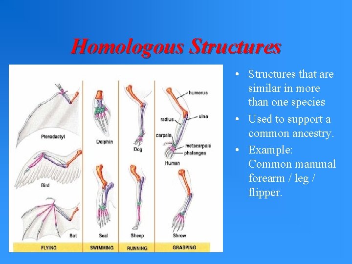 Homologous Structures • Structures that are similar in more than one species • Used