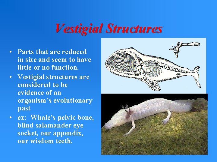 Vestigial Structures • Parts that are reduced in size and seem to have little