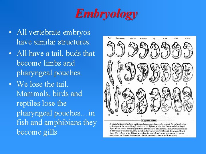 Embryology • All vertebrate embryos have similar structures. • All have a tail, buds