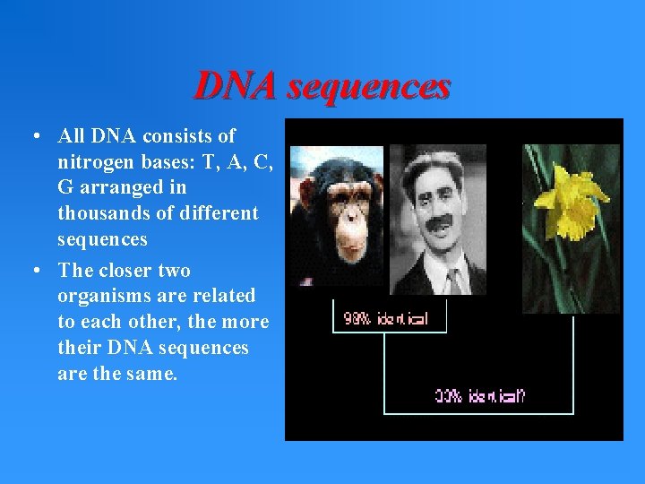 DNA sequences • All DNA consists of nitrogen bases: T, A, C, G arranged