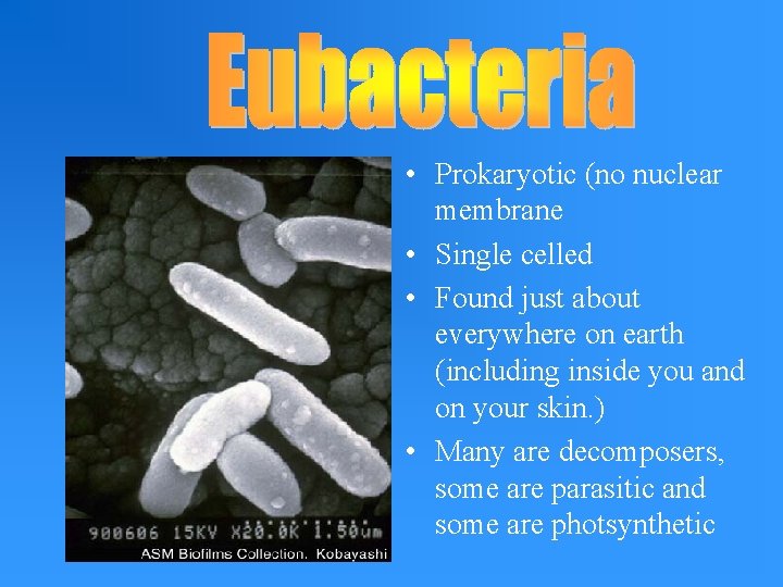  • Prokaryotic (no nuclear membrane • Single celled • Found just about everywhere