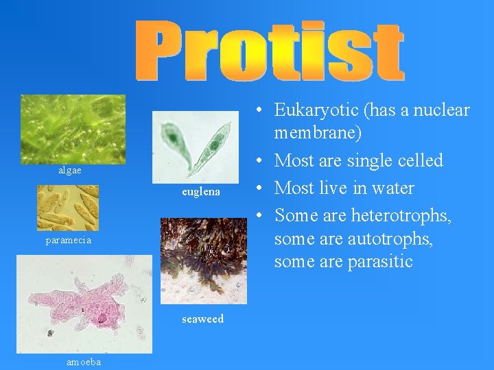 algae euglena paramecia seaweed amoeba • Eukaryotic (has a nuclear membrane) • Most are