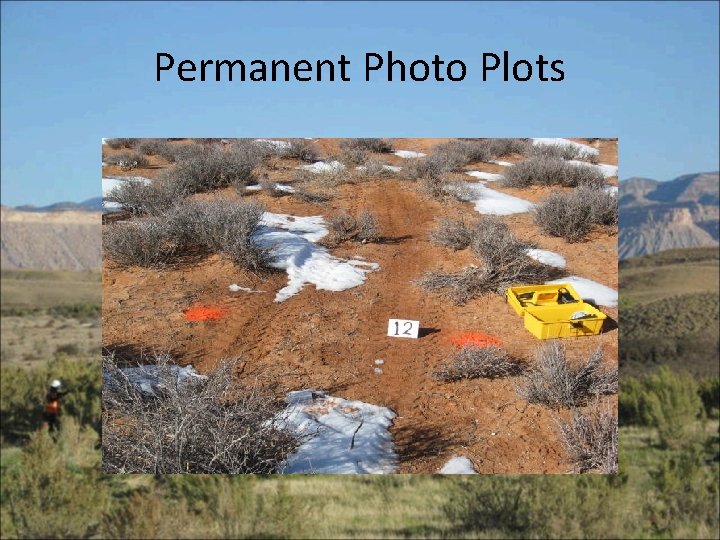 Permanent Photo Plots 