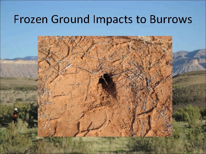 Frozen Ground Impacts to Burrows 