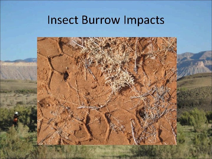 Insect Burrow Impacts 