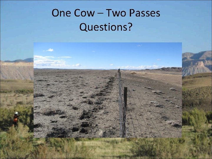 One Cow – Two Passes Questions? 