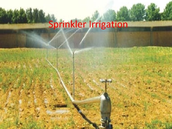 Sprinkler Irrigation 