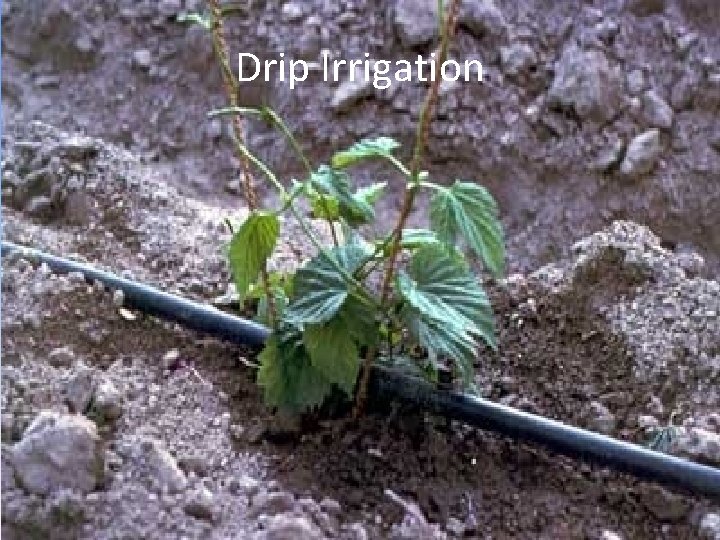 Drip Irrigation 