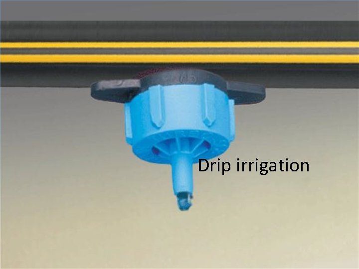 Drip irrigation 