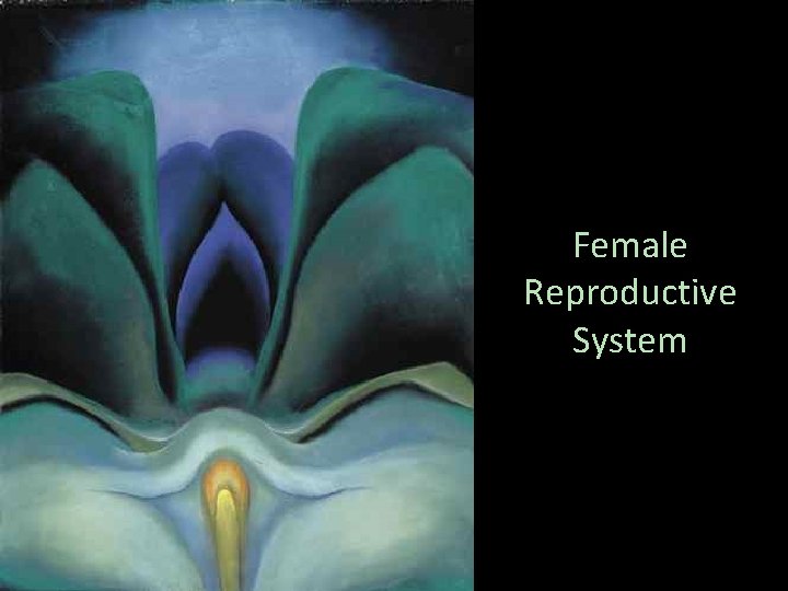 Female Reproductive System 