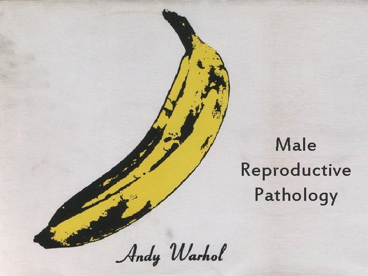 Male Reproductive Pathology 