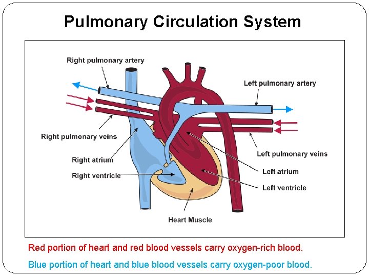 Pulmonary Circulation System Red portion of heart and red blood vessels carry oxygen-rich blood.