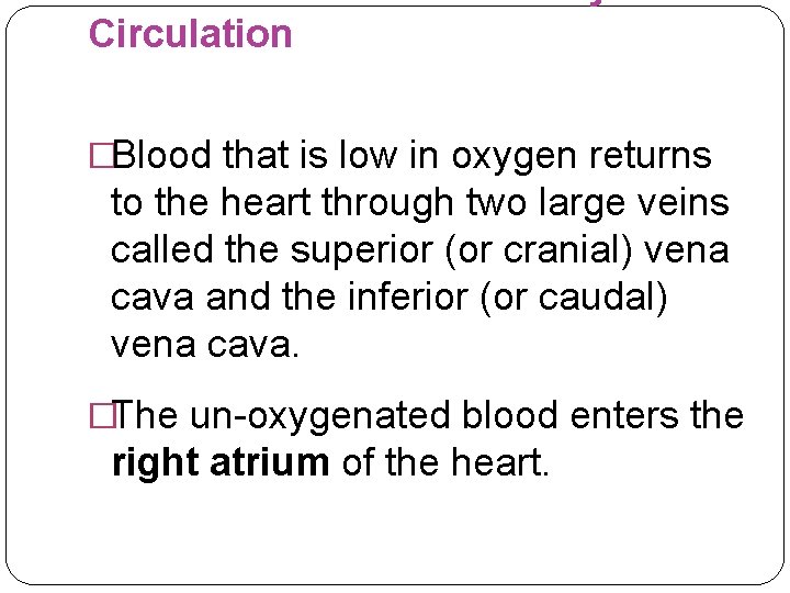 Circulation �Blood that is low in oxygen returns to the heart through two large