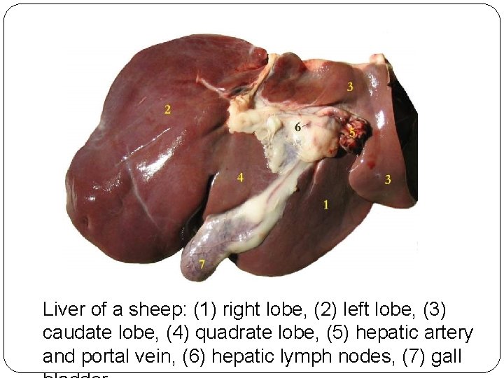 Liver of a sheep: (1) right lobe, (2) left lobe, (3) caudate lobe, (4)