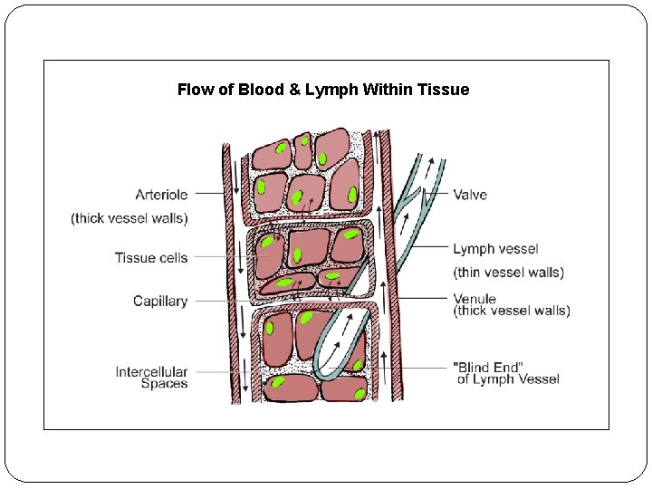 Flow of Blood & Lymph Within Tissue 