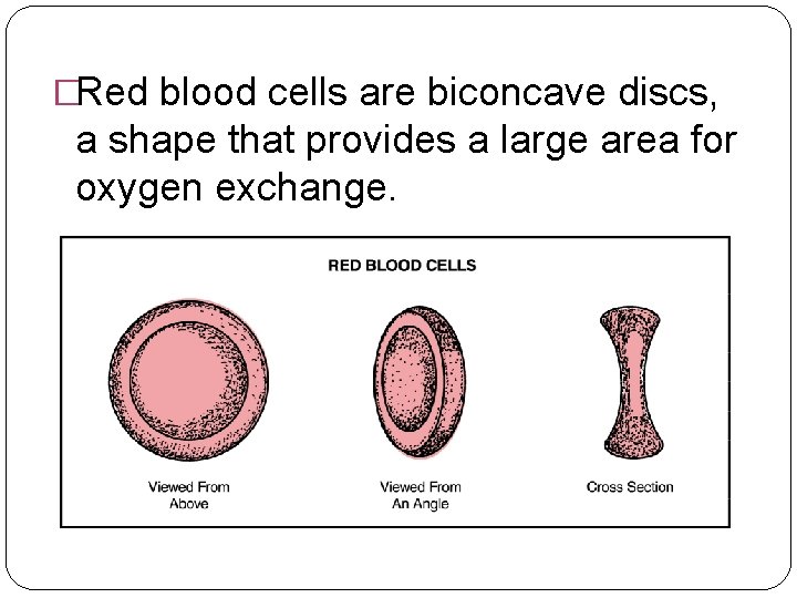 �Red blood cells are biconcave discs, a shape that provides a large area for