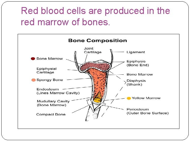 Red blood cells are produced in the red marrow of bones. 