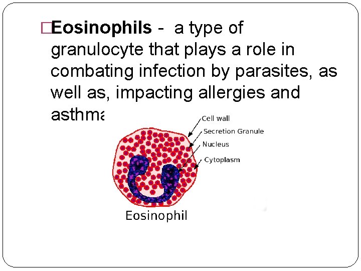 �Eosinophils - a type of granulocyte that plays a role in combating infection by