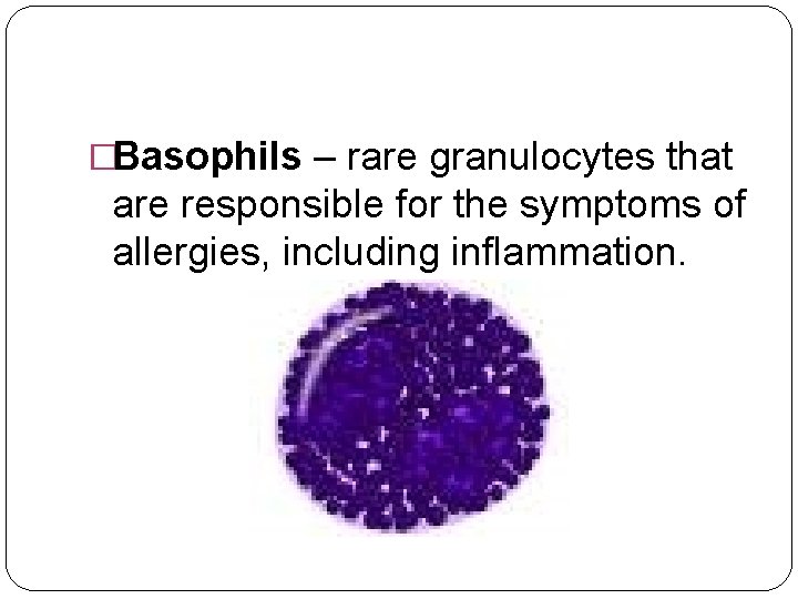 �Basophils – rare granulocytes that are responsible for the symptoms of allergies, including inflammation.