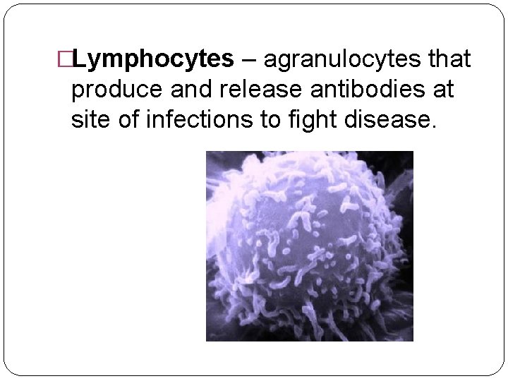 �Lymphocytes – agranulocytes that produce and release antibodies at site of infections to fight