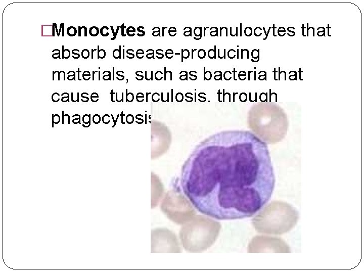 �Monocytes are agranulocytes that absorb disease-producing materials, such as bacteria that cause tuberculosis, through