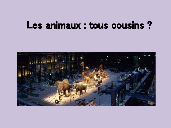 Les animaux : tous cousins ? 