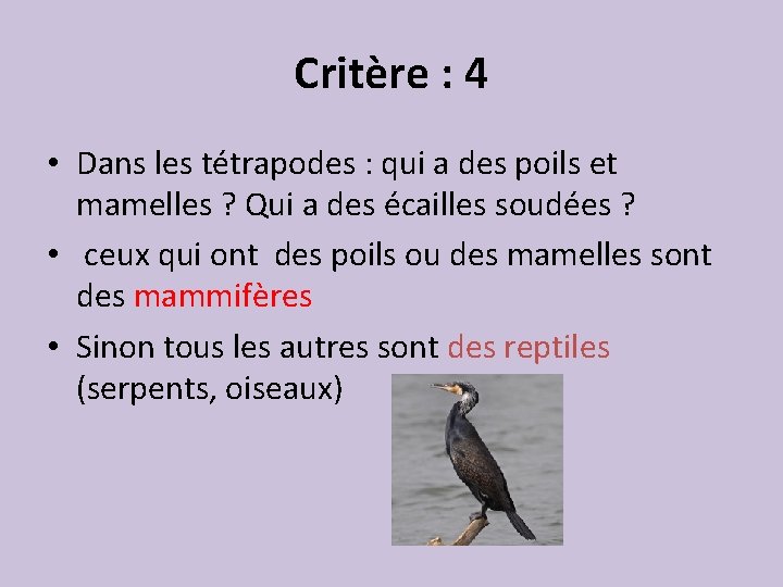 Critère : 4 • Dans les tétrapodes : qui a des poils et mamelles