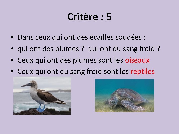 Critère : 5 • • Dans ceux qui ont des écailles soudées : qui