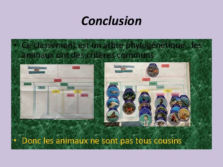 Conclusion • Ce classement est un arbre phylogénétique : les animaux ont des critères