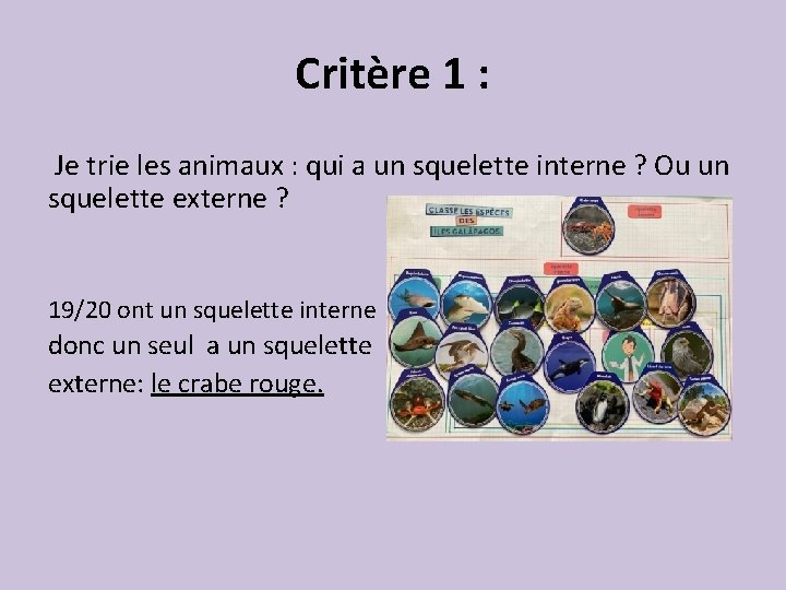 Critère 1 : Je trie les animaux : qui a un squelette interne ?