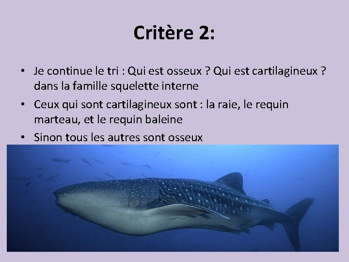 Critère 2: • Je continue le tri : Qui est osseux ? Qui est