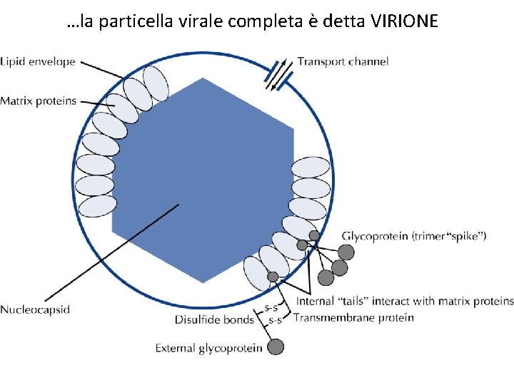 …la particella virale completa è detta VIRIONE 