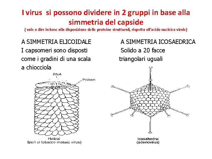 I virus si possono dividere in 2 gruppi in base alla simmetria del capside