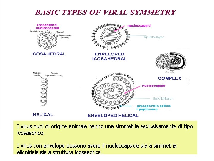 I virus nudi di origine animale hanno una simmetria esclusivamente di tipo icosaedrico. I