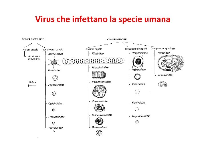 Virus che infettano la specie umana 