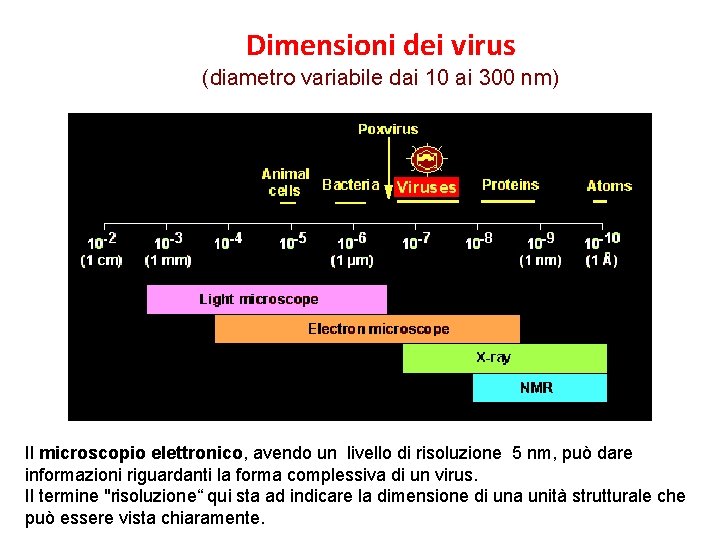 Dimensioni dei virus (diametro variabile dai 10 ai 300 nm) Il microscopio elettronico, avendo